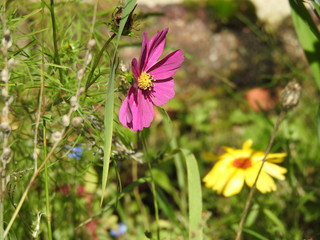 Gartenblumen