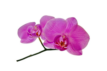 Fototapeta na wymiar Beautiful pink orchid isolated on a white background
