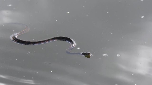 banded water snake swims in a pond in Florida