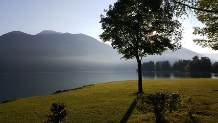 Baum