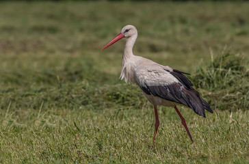 Fototapeta premium white stork on green grass