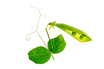 Young shoot and pod of green peas on white background.
