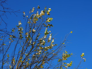 Strandblume