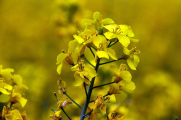 Gartenblumen