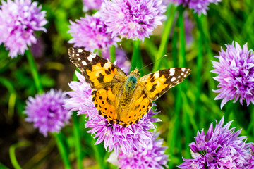 Orange spotted butterfly on a violet flower in sunny weather_