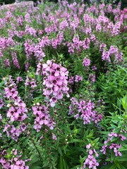 purple flowers in the garden