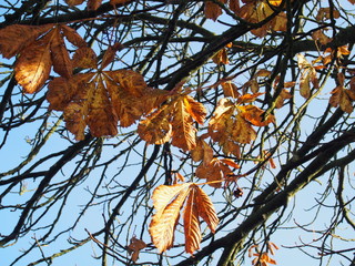 Herbstlaub
