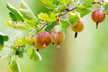 Branch of gooseberries with fruits during their maturation_