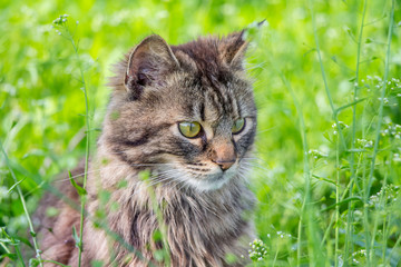Naklejka na ściany i meble Portrait of a young fluffy cat in green grass_