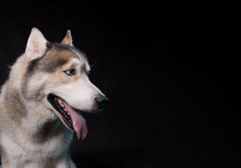 Fototapeta premium Siberian Husky sitting in front of a black background. Portrait of husky dog with blue eyes in studio. Dog looks at right. Copy space