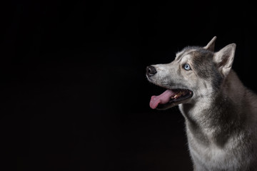 Siberian Husky sitting in front of a black background. Portrait of husky dog with blue eyes in studio. Dog looks at left. Copy space
