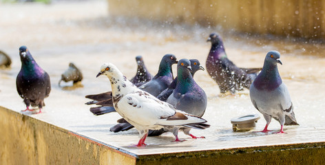 Pigeons near the fountain in hot weather_