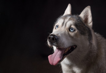 Siberian Husky sitting in front of a black background. Portrait of husky dog with blue eyes in studio. Dog looks at left. Copy space