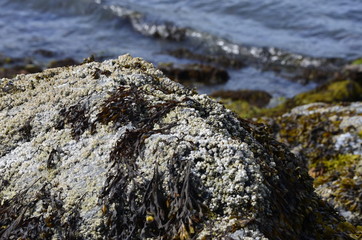 Rocky seaside in Ketchikan, Alaska