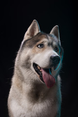 Siberian Husky sitting in front of a black background. Portrait of husky dog with blue eyes in studio. Copy space