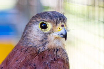 Sparrow-hawk close-up, head of a bird on a blurry background_