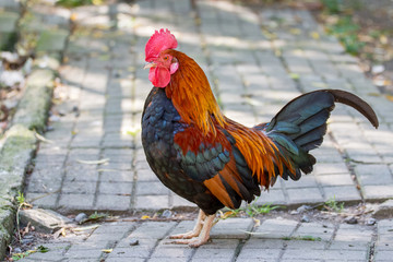 Colorful cock of a dwarf breed on a farm_