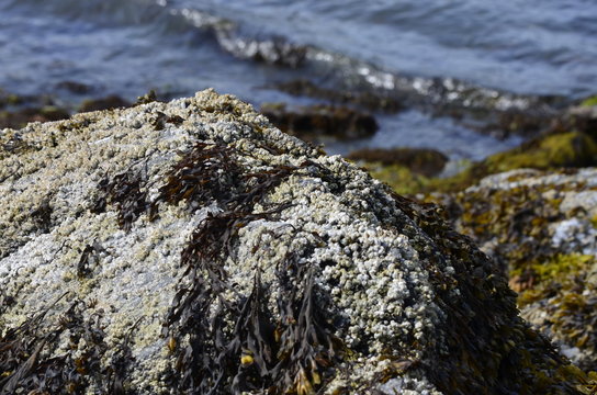 Rocky seaside in Ketchikan, Alaska