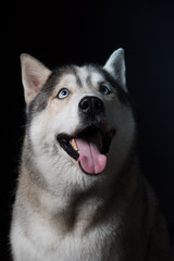 Siberian Husky sitting in front of a black background. Portrait of husky dog with blue eyes in studio. Dog looks up. Copy space