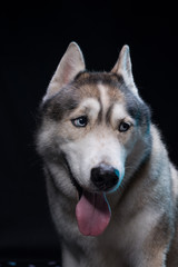 Siberian Husky sitting in front of a black background. Portrait of husky dog with blue eyes in studio. Copy space