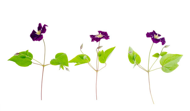 Branch of purple clematis with green leaves isolated on white background.