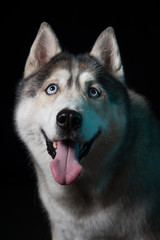 Siberian Husky sitting in front of a black background. Portrait of husky dog with blue eyes in studio. Dog looks up. Copy space