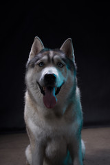 Siberian Husky sitting in front of a black background. Portrait of husky dog with blue eyes in studio. Cinema noir light. Copy space