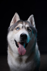 Siberian Husky sitting in front of a black background. Portrait of husky dog with blue eyes in studio. Dog looks up. Copy space