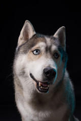 Siberian Husky sitting in front of a black background. Portrait of husky dog with blue eyes in studio. Copy space