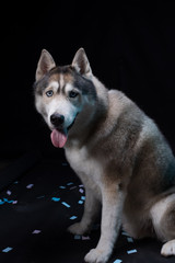 Siberian Husky sitting in front of a black background. Portrait of husky dog with blue eyes in studio. Copy space