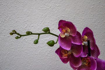 fake orchidea