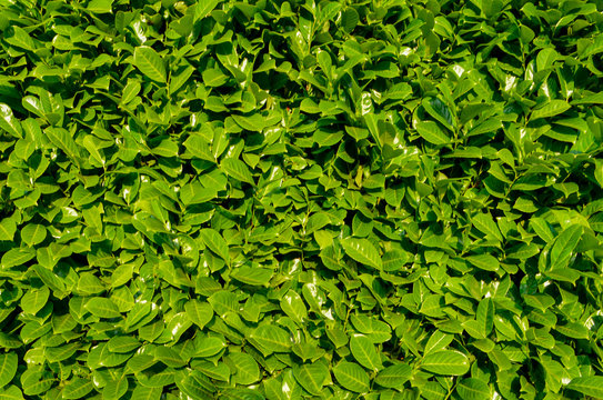 Green leafy shrub fence