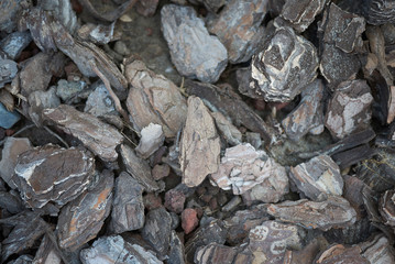 View of tree bark in a flowerbed.
