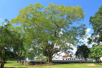 Great bhodi tree near Mirisawetiya dagaba in Anuradhapura, Sri Lanka
