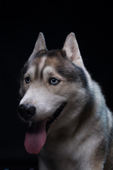 Siberian Husky sitting in front of a black background. Portrait of husky dog with blue eyes in studio. Copy space