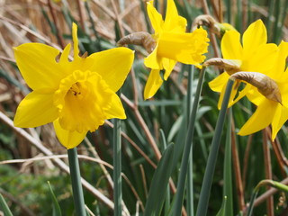 Blume , gelb