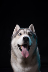 Siberian Husky sitting in front of a black background. Portrait of husky dog with blue eyes in studio. Dog looks up. Copy space