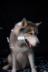 Siberian Husky sitting in front of a black background. Portrait of husky dog with blue eyes in studio. Copy space