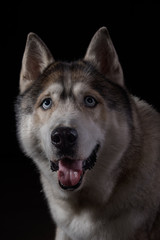 Siberian Husky sitting in front of a black background. Portrait of husky dog with blue eyes in studio. Dog looks up. Copy space