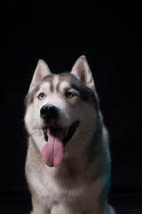 Siberian Husky sitting in front of a black background. Portrait of husky dog with blue eyes in studio. Copy space