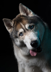 Siberian Husky sitting in front of a black background. Portrait of husky dog with blue eyes in studio. Copy space