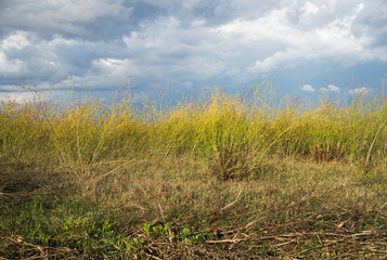 Fototapeta premium wild grass and shrubbery by Cabras pond nature reserve, Sardinia, Italy