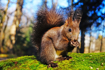 A squirrel with black fluffy fur sits on a stone covered with green moss and eats nuts on a sunny day