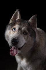 Siberian Husky sitting in front of a black background. Portrait of husky dog with blue eyes in studio. Cinema noir light. Copy space