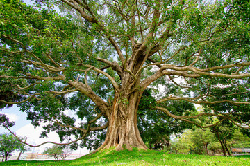 Great bhodi tree near Mirisawetiya dagaba in Anuradhapura, Sri Lanka