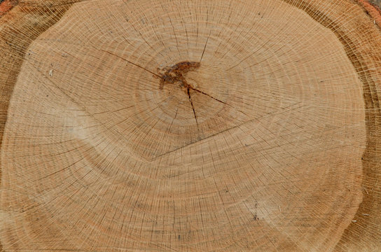 Tree stump cross section