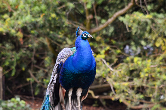 Peacock in public garden in Victoria, Canada