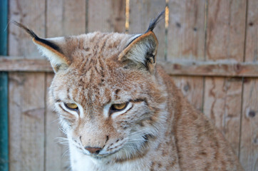Lynx with gray beige white wool sits in a cage in the park