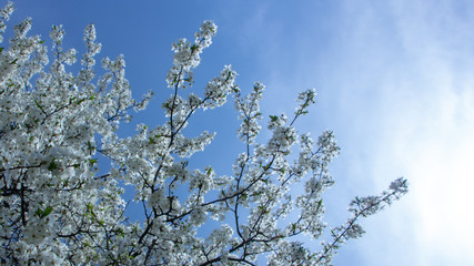 Blossoming plum flowers on sunny blue sky background