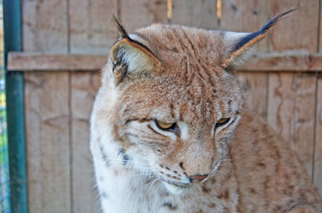 Obraz premium Lynx with gray beige white wool sits in a cage in the park